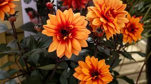 Labella Dahlia Grande Chocolate Amber by Beekenkamp